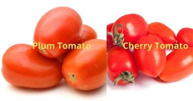 plum tomato vs cherry tomato