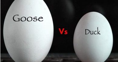 goose eggs vs duck eggs