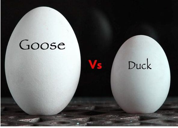 goose eggs vs duck eggs